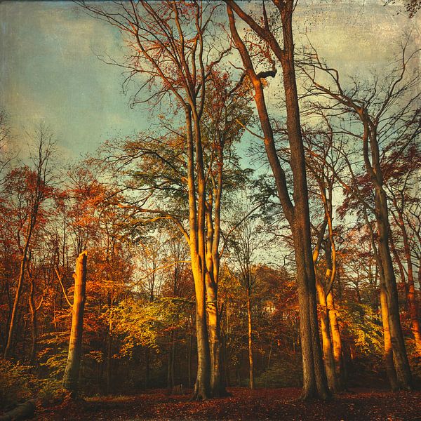 Trees in  morning light by Dirk Wüstenhagen