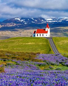 IJslands kerkje met lupines van Adelheid Smitt
