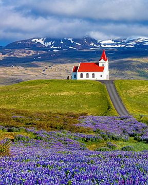 Icelandic church with lupins by Adelheid Smitt