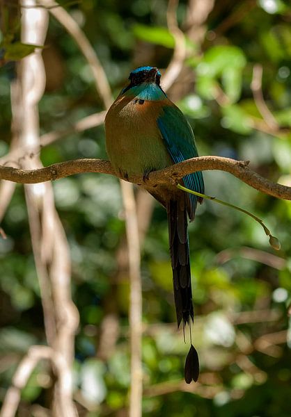 Lessons motmot von Maarten Verhees