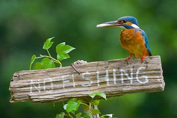 Kingfisher - No fishing! by Kingfisher.photo - Corné van Oosterhout