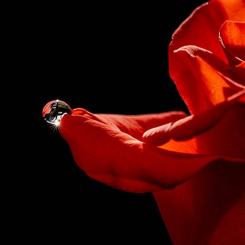 Rose with drop with refelction of the sun in it