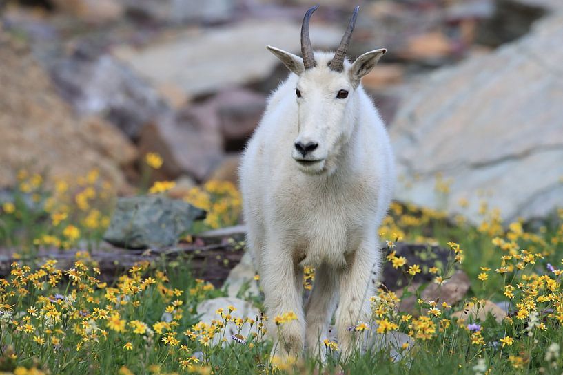 Schneeziege (Oreamnos americanus), Glacier National Park, Montana, Rocky Mountains,USA von Frank Fichtmüller