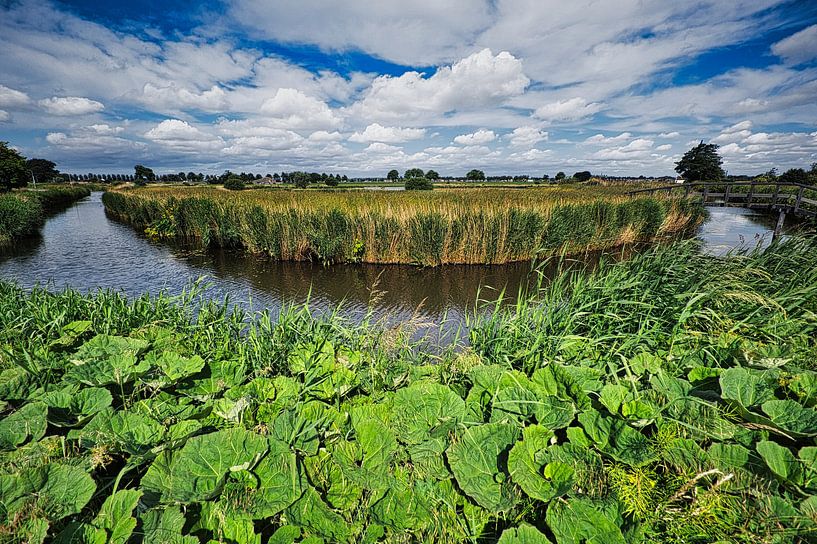 Greater coltsfoot in the Wogmeer by peterheinspictures