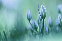 Vogelmelk in blauw-groen