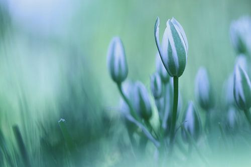 Vogelmilch in blau-grün