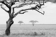 Luipaard in boom van Tom van de Water thumbnail