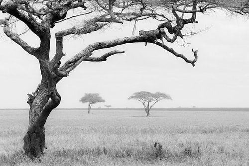 Leopard in tree by Tom van de Water