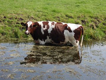 Kuh im Graben von Patricia_fotografeert