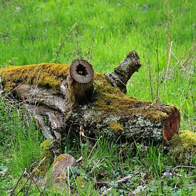 The Tree Piglet Pic 03 by Ingo Laue