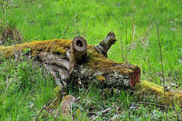 Het boomvarken Pic 03 van Ingo Laue