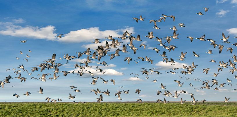 Een vlucht ganzen boven het natuurgebied De Wadden by Harrie Muis