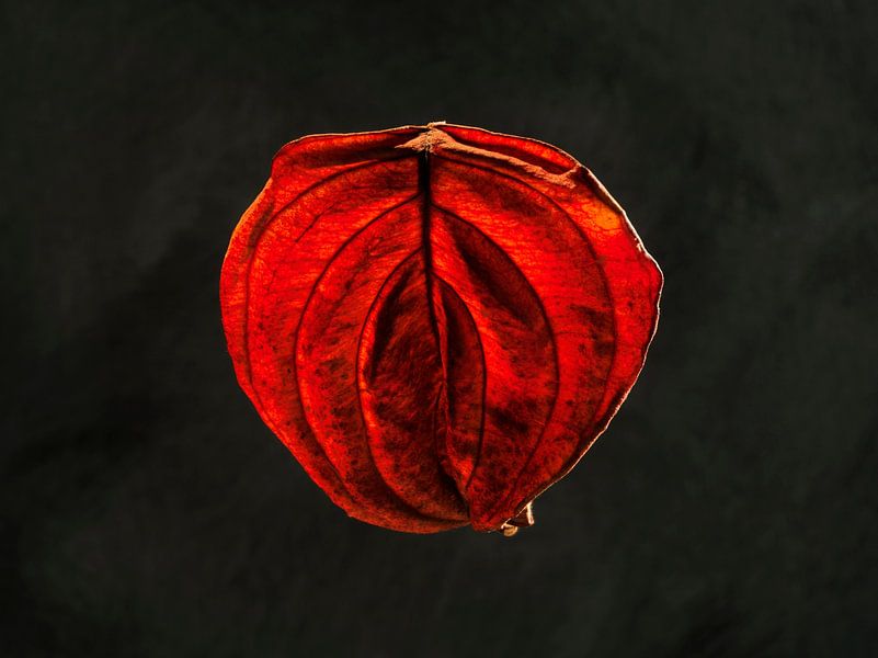 abstrakte Natur von Willie Jan Bons