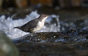 Italienische Wasseramsel von Robbie Nijman