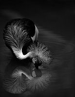 De reflectie, C.S. Tjandra