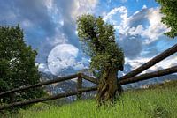 Tree line