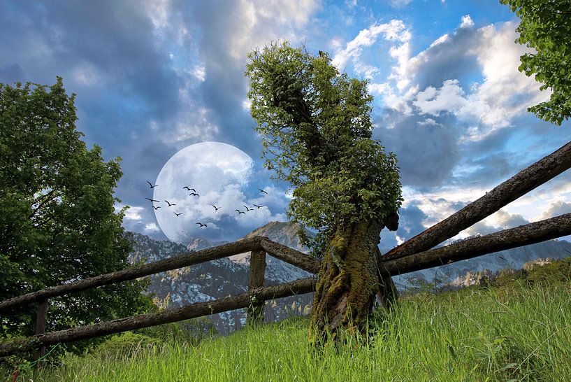 Tree line by Norman Krauß