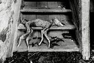 Mumifizierter Hund von Frank Herrmann Miniaturansicht