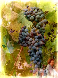 Warten auf Wein