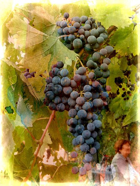 Waiting for Wine by Dorothy Berry-Lound