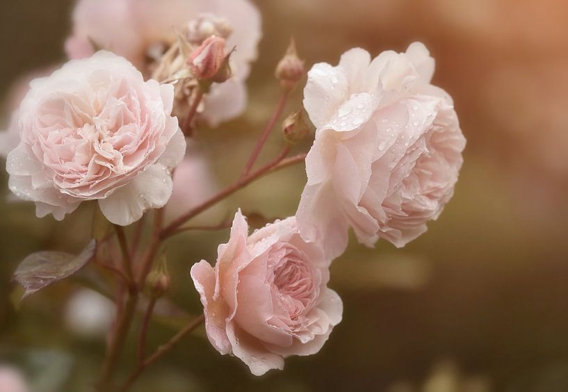 Rosa Rosen im Sonnenlicht von Anam Nàdar