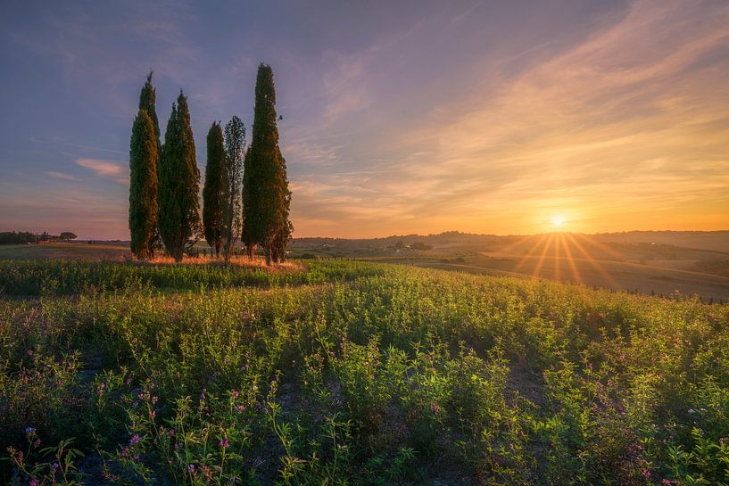 Tuscan Cypress Grove at Sunset in Bibbona Countryside, Italy by Stefano Orazzini