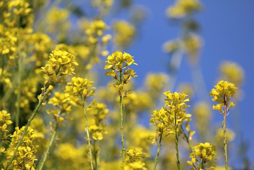 Heldergele veldmosterd bloemen van Imladris Images