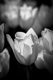 White Tulip by Thomas van Houten