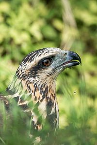 Vizir de l'épervier - Un portrait des oiseaux de proie