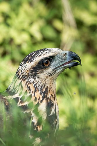 Vizir de l'épervier - Un portrait des oiseaux de proie