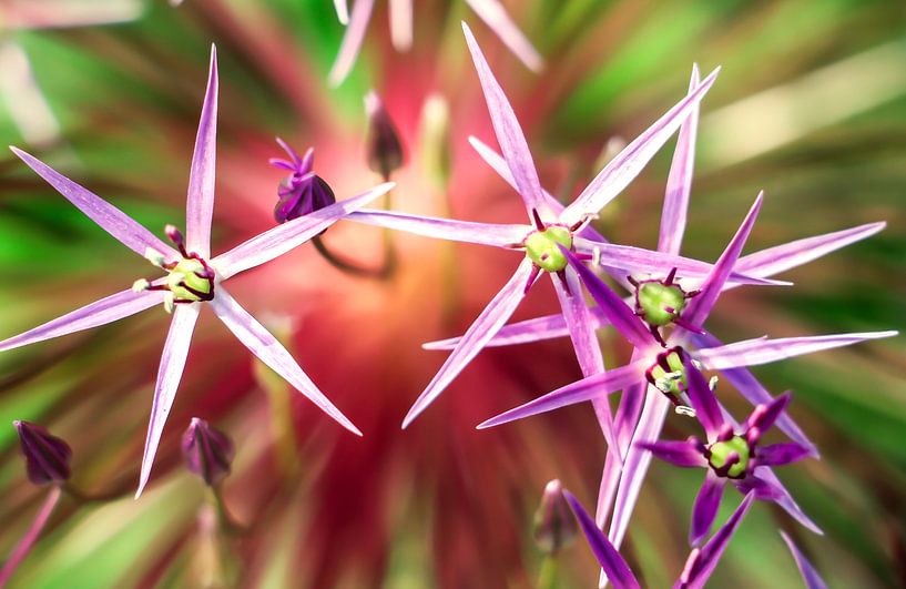 Purple explosion von Studio Mirabelle