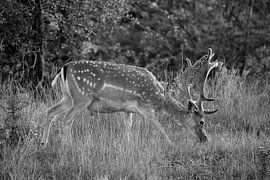 Fallow deer grazing (black and white) by Kevin Ike