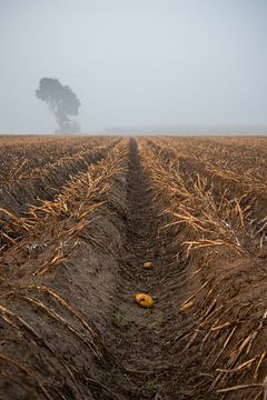 Aardappel in een geul tussen de ruggen op het land met een in mist gehulde boom aan de horizon van Bram Lubbers