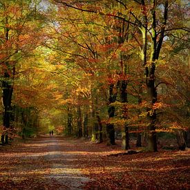 Couleurs d'automne de la forêt sur Annie Snel