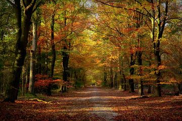 Herbstfarben des Waldes