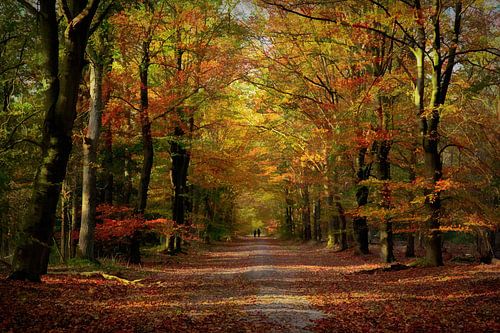 Herfstkleuren van het bos