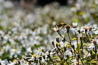 Een kleine zweefvlieg op een witte bloemen van Gerard de Zwaan thumbnail