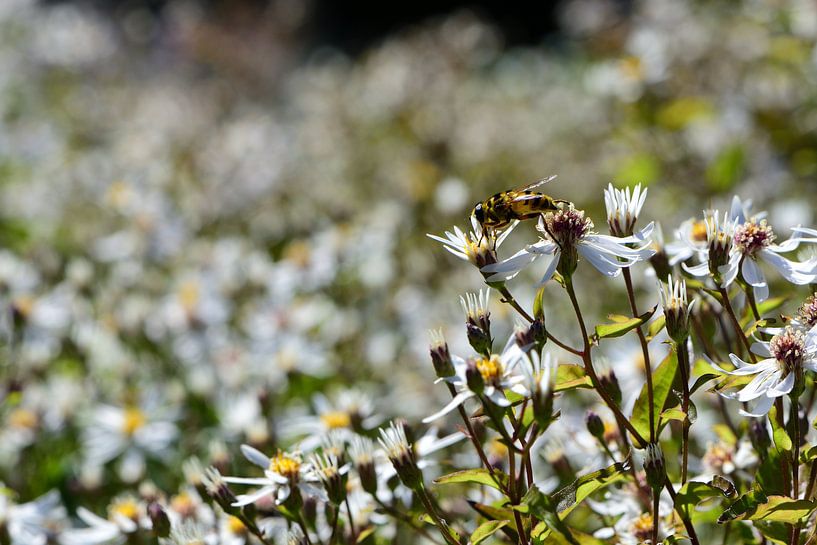 Een kleine zweefvlieg op een witte bloemen van Gerard de Zwaan
