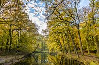 Mature trees in forest along pond in autumn colors by Henk van den Brink thumbnail