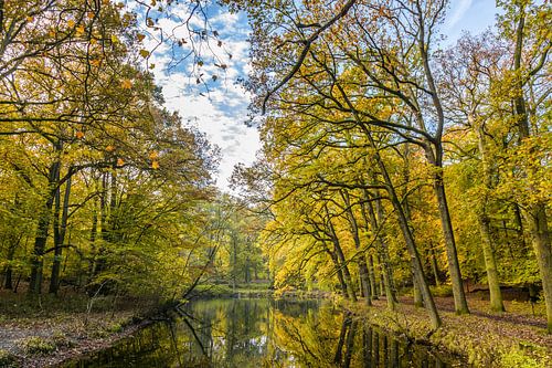 Volwassen bomen in bos langs vijver in herfstkleuren