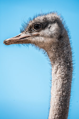 Detailed Portrait of an Ostrich against a Bright Blue Sky