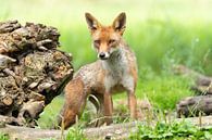 Vos in de Nederlandse natuur van Melissa van der Wolde thumbnail