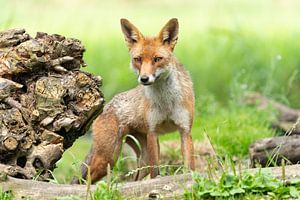 Vos in de Nederlandse natuur