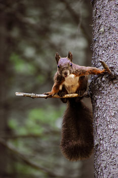 Un écureuil curieux au bord du lac de Davos