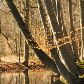 Reflectie in het water, scheef groeiende bomen van Sara in t Veld Fotografie