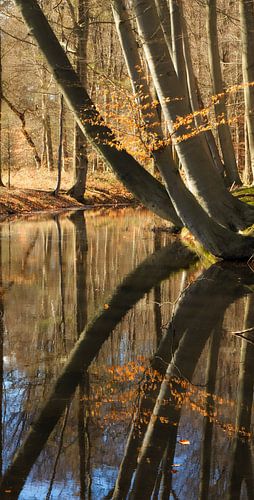 Reflectie in het water, scheef groeiende bomen