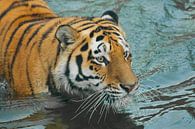 Blick in die blauen Wellen. Junger schöner Tiger mit ausdrucksvollen Augen geht auf dem Wasser (bade von Michael Semenov Miniaturansicht