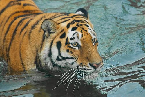 View in the blue waves. Young beautiful tiger with expressive eyes walks on the water (bathes), Pred