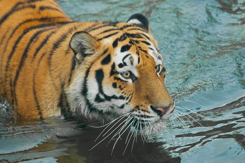 Blick in die blauen Wellen. Junger schöner Tiger mit ausdrucksvollen Augen geht auf dem Wasser (bade von Michael Semenov
