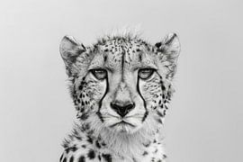 Cheetah portrait in black and white by Poster Art Shop